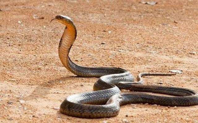 Không thể không nhắc đến rắn hổ mang chúa trong các loài rắn ở Việt Nam độc nhất