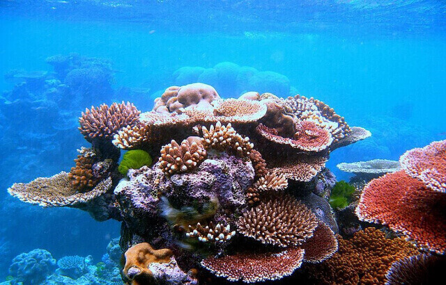san hô là đông vật hay thực vật